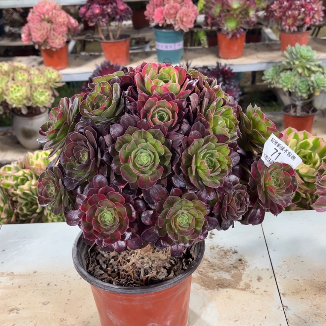 71七彩玫瑰多肉植物法师