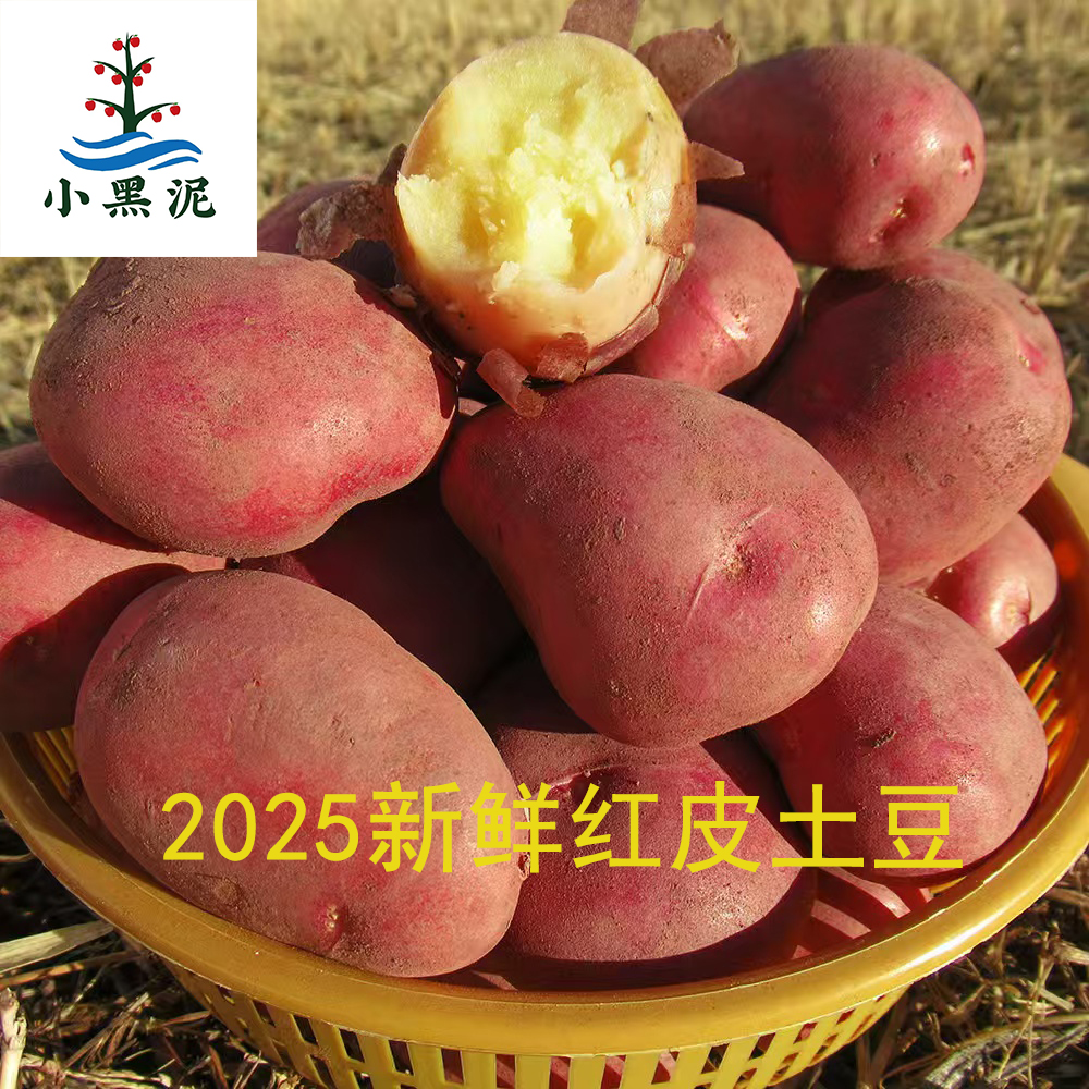 小黑泥云南红皮黄心现挖洋芋农家食品高原特色农家新鲜云南蔬菜