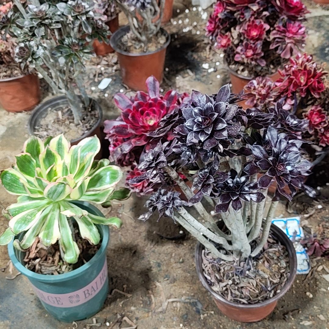 11黑法师法师故事法师