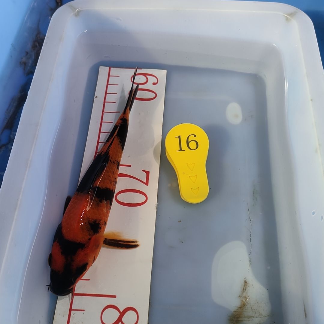 海水鱼红白大正昭和菲血白写