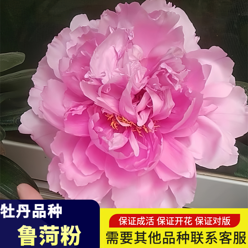 带盆栽好鲁菏红牡丹花苗大苗室内外阳台庭院盆栽重瓣观赏花