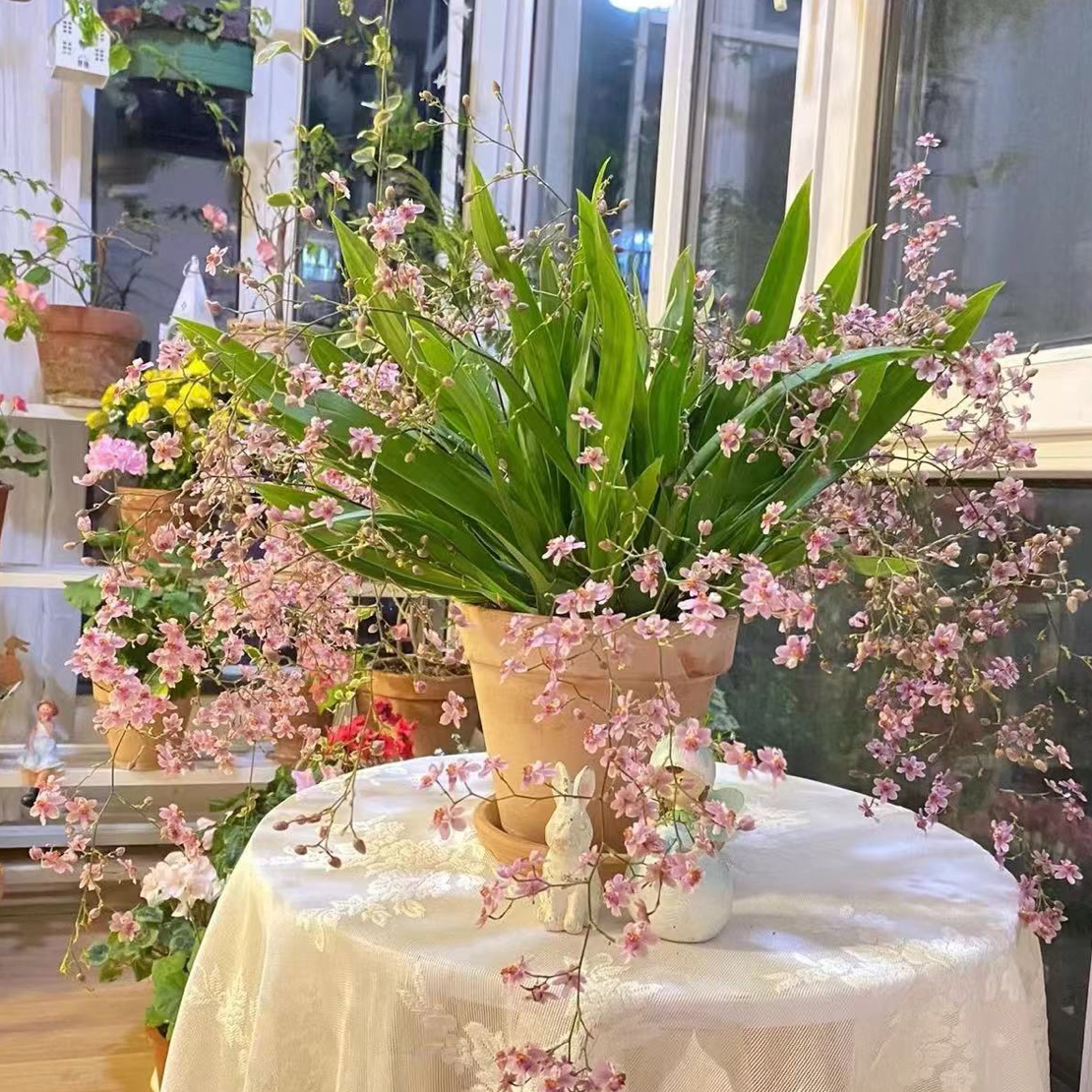 综合链接兰花梦香兰带花剑室内盆栽浓香型花卉绿植