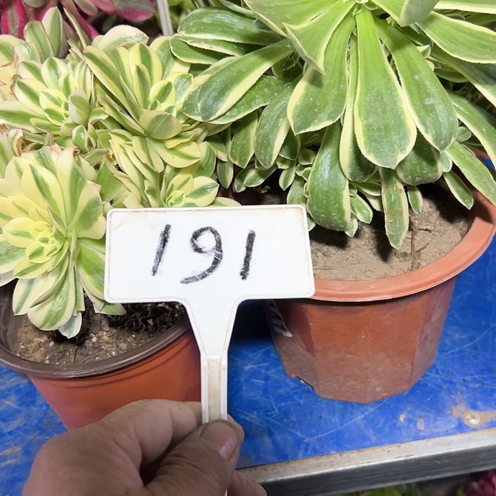 多肉植物组合2个