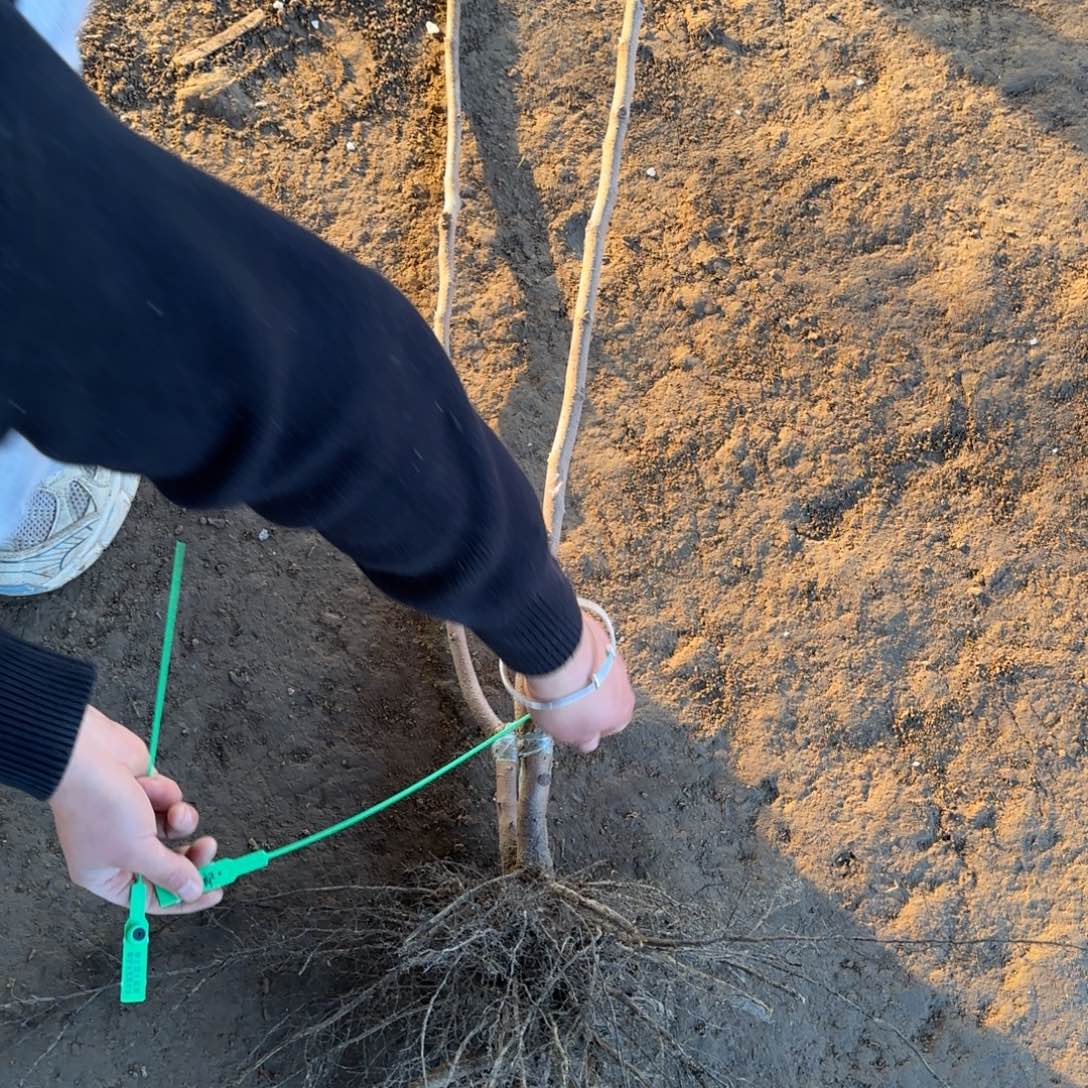 辉太郎裸根一组苗