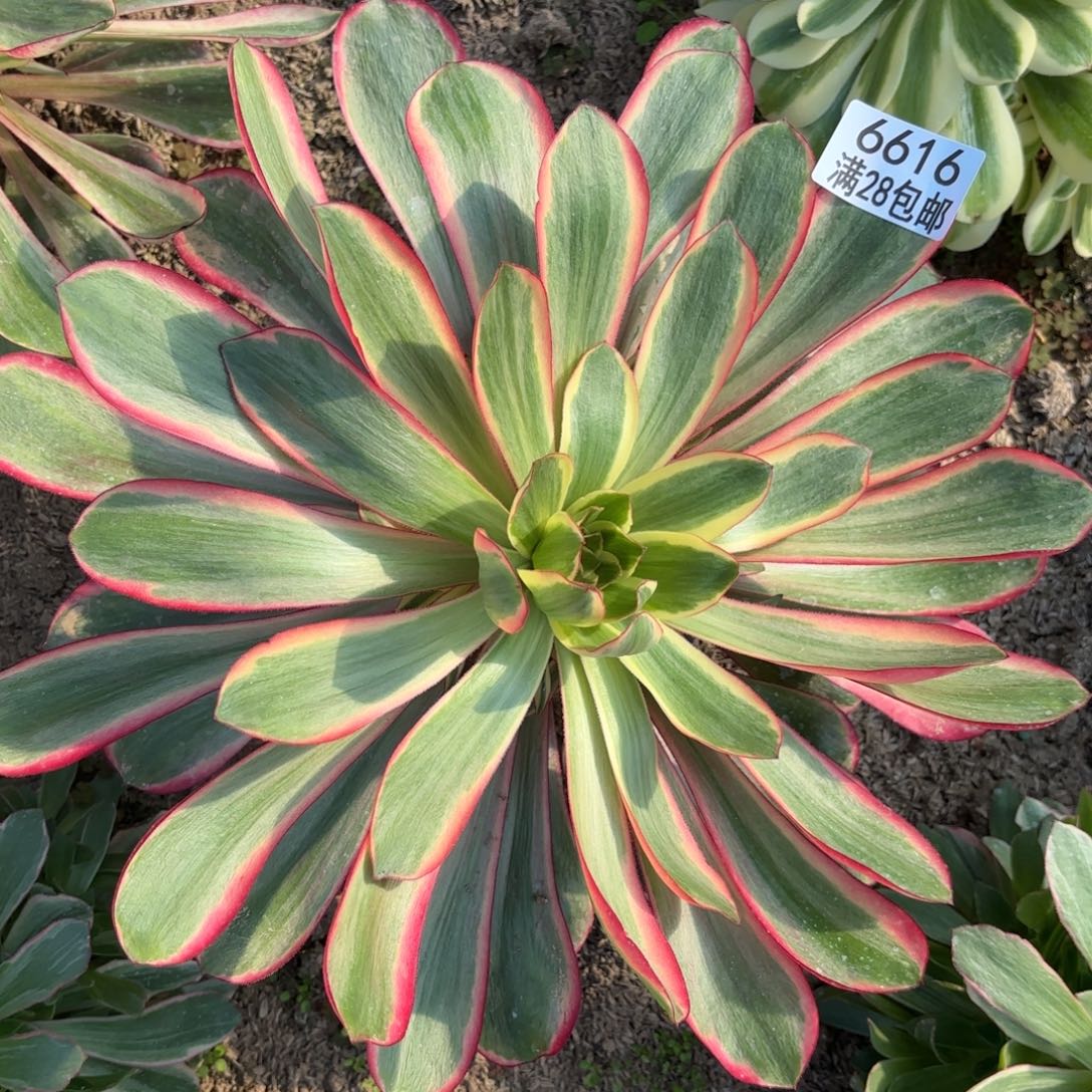 H.  6616红魔女多肉