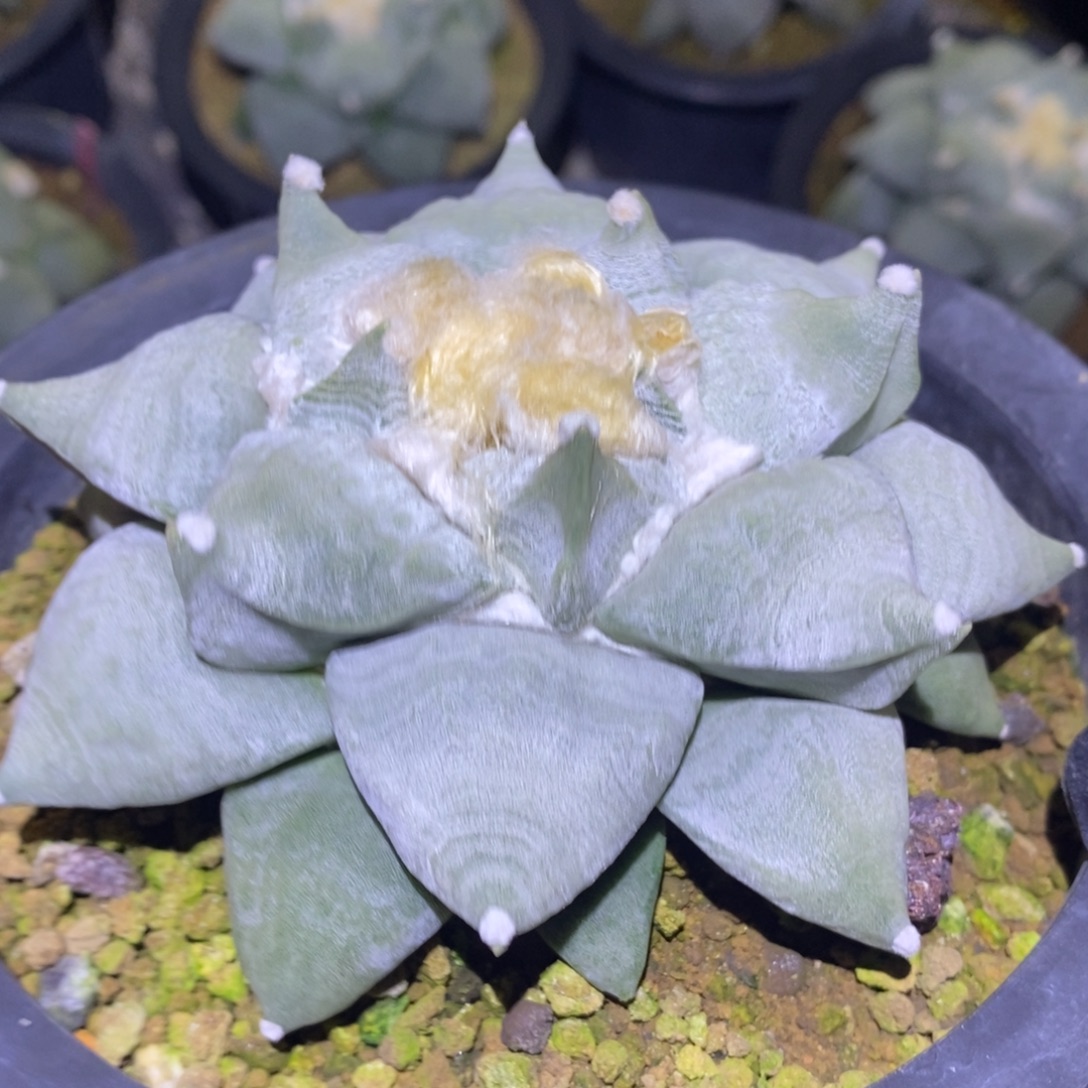 实生勾尤水波纹青瓷10.7cm