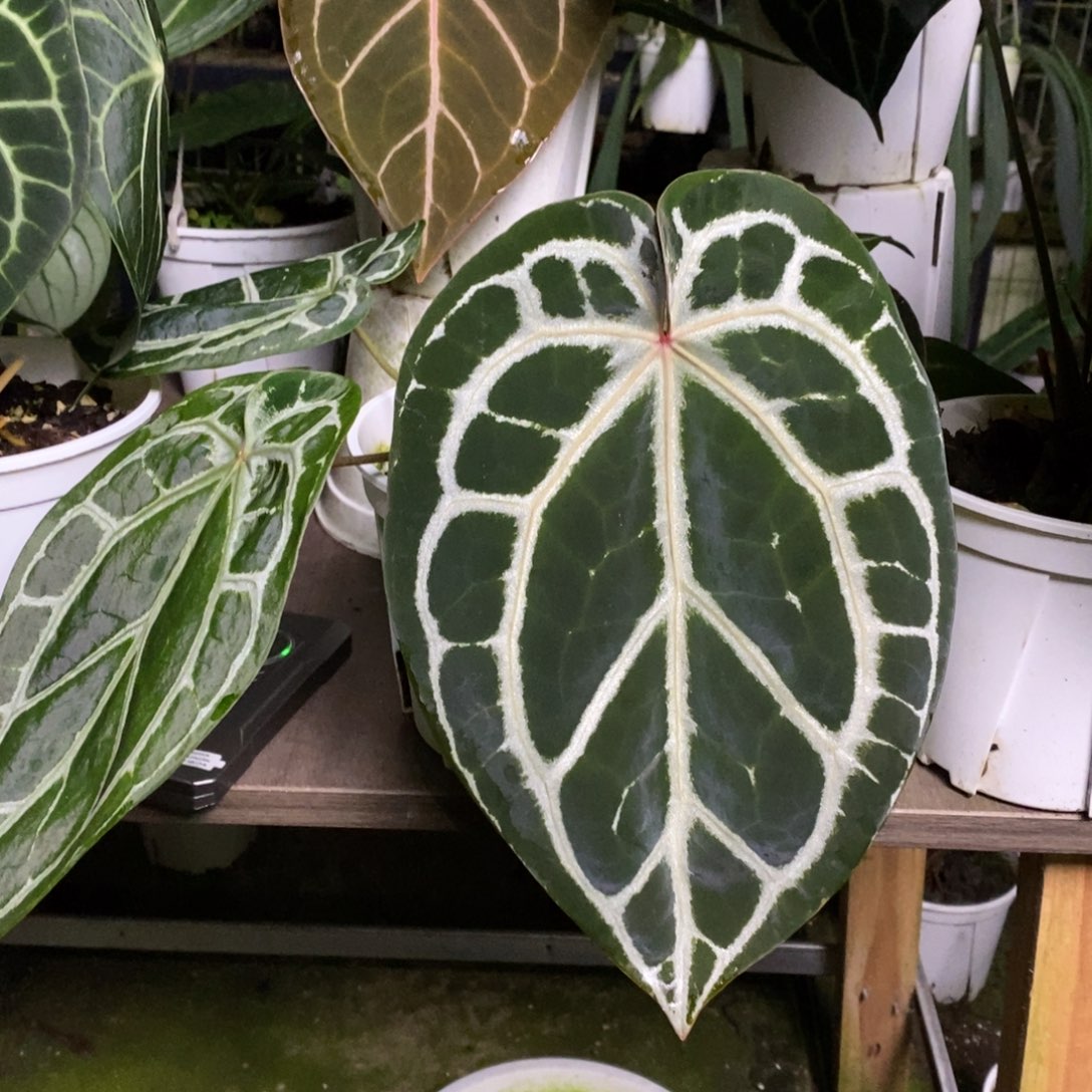 完全开放粉柠檬x红水晶