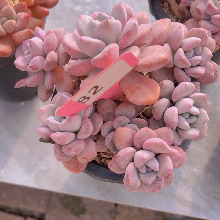 健健康康平平安安