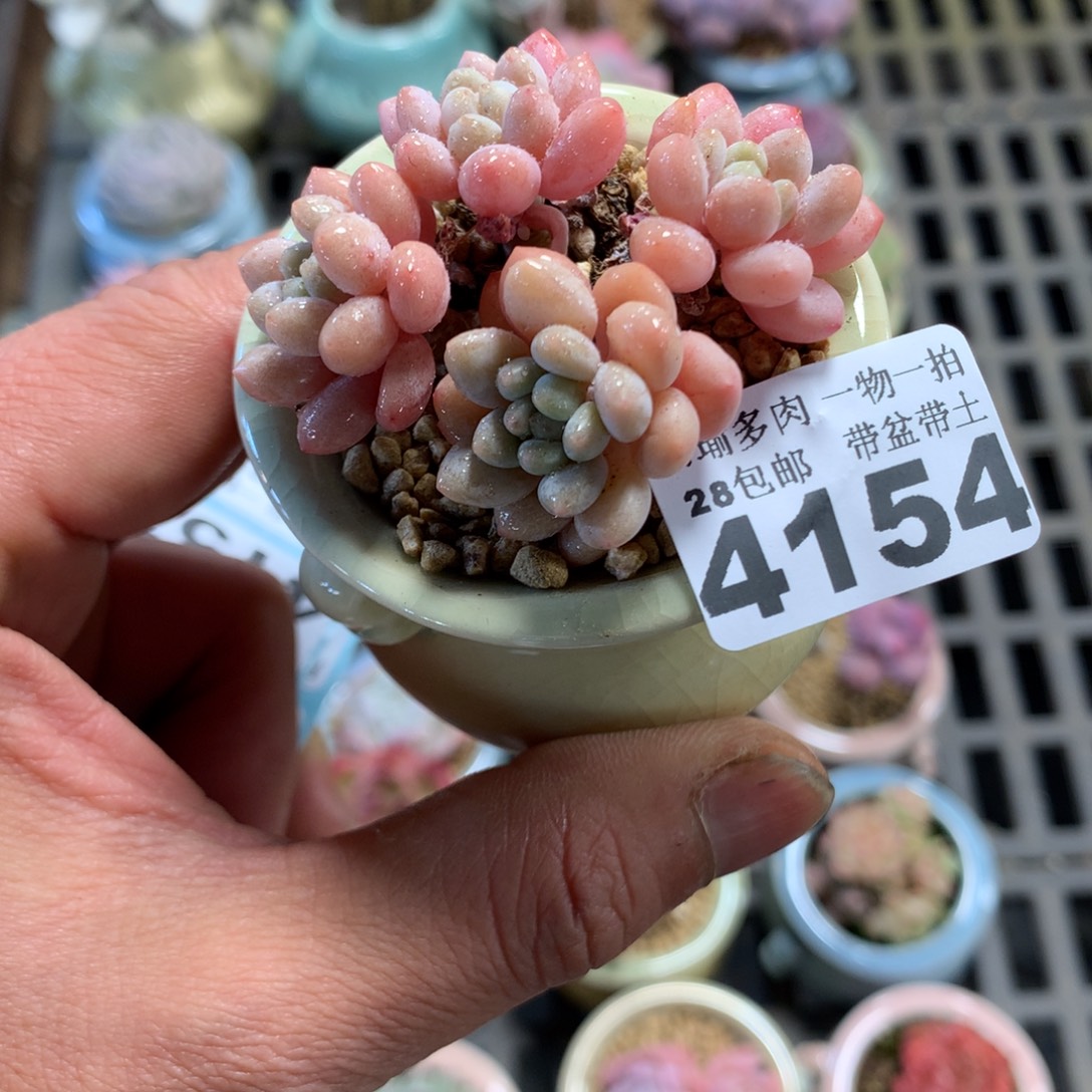 精控多肉植物4154