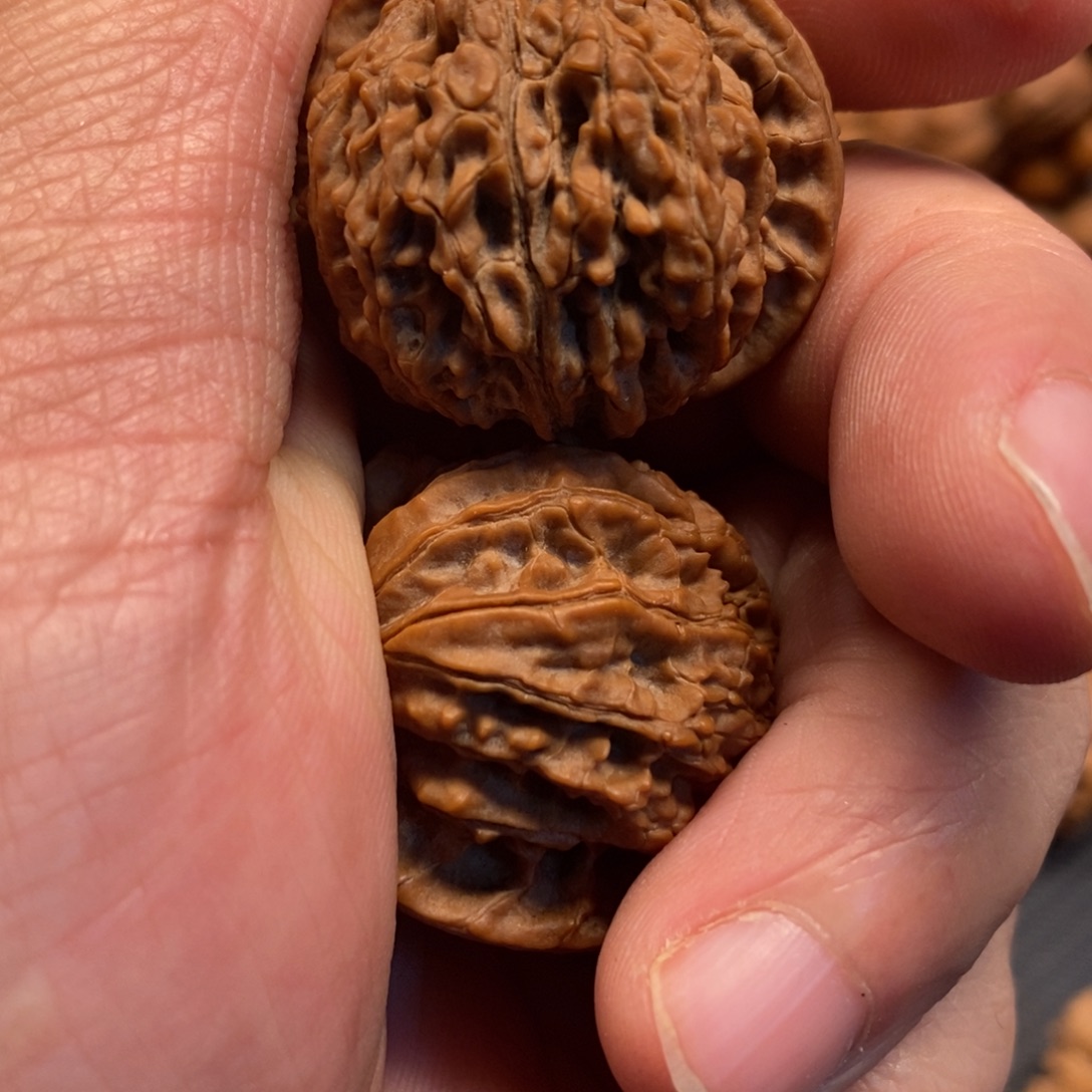 秦岭森林中发现过几