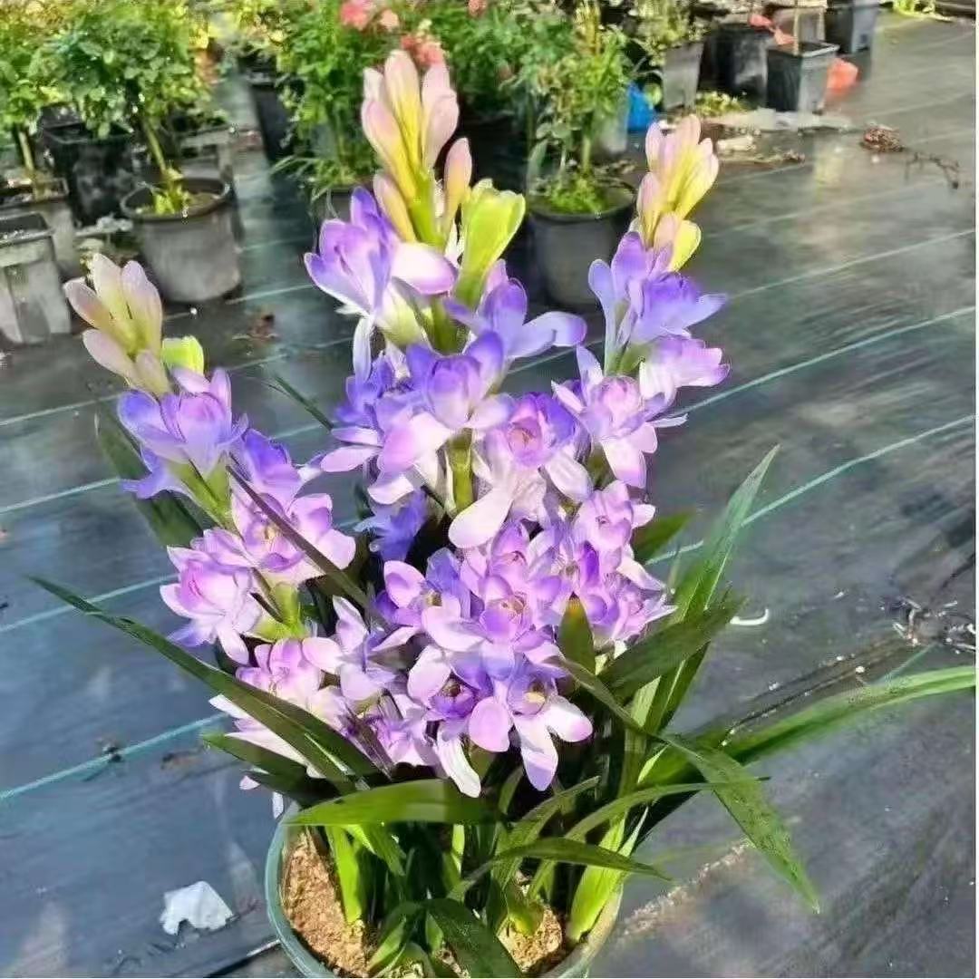 重瓣蓝紫色晚香玉香水制造机盆栽地栽室内室外驱蚊驱虫多年生种球
