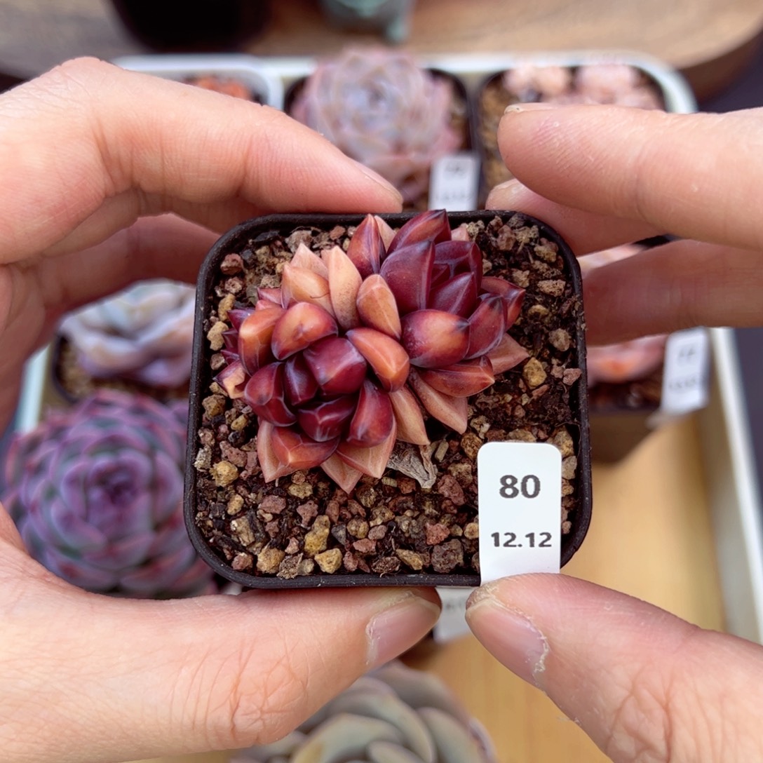 好好看80、哈哈哈哈