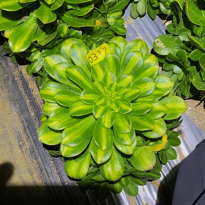 0317翡翠琉璃多肉香味