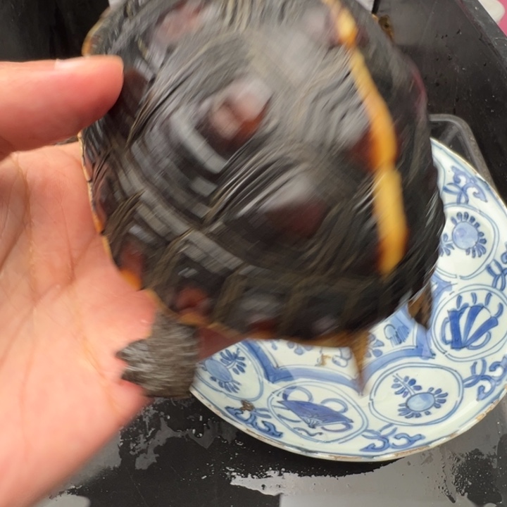 ****户绿毛龟母啦说的都对啊