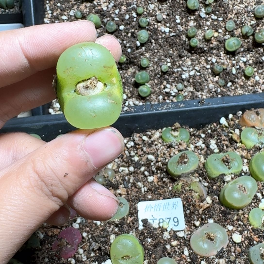 879号多肉植物哇f g