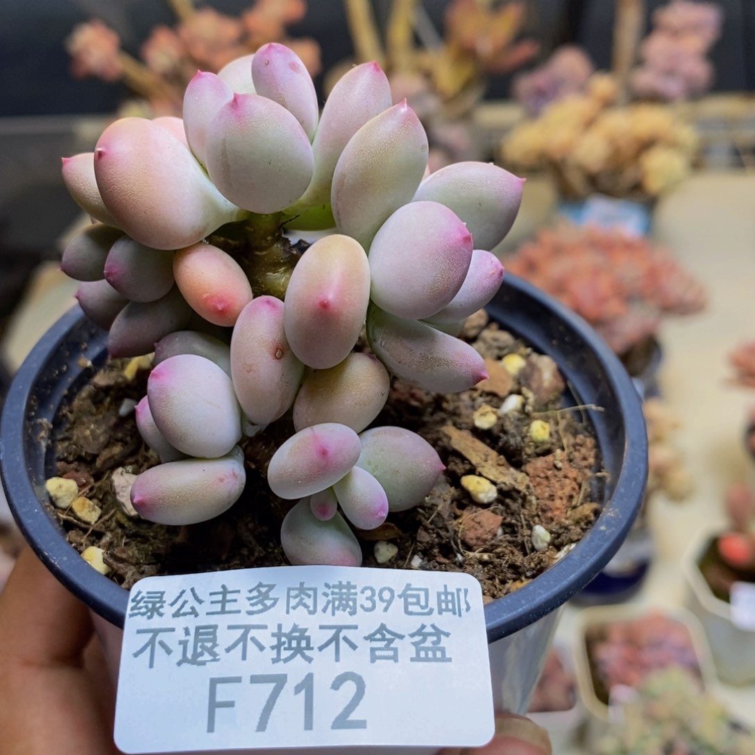 712苹果奶四代多肉5c m