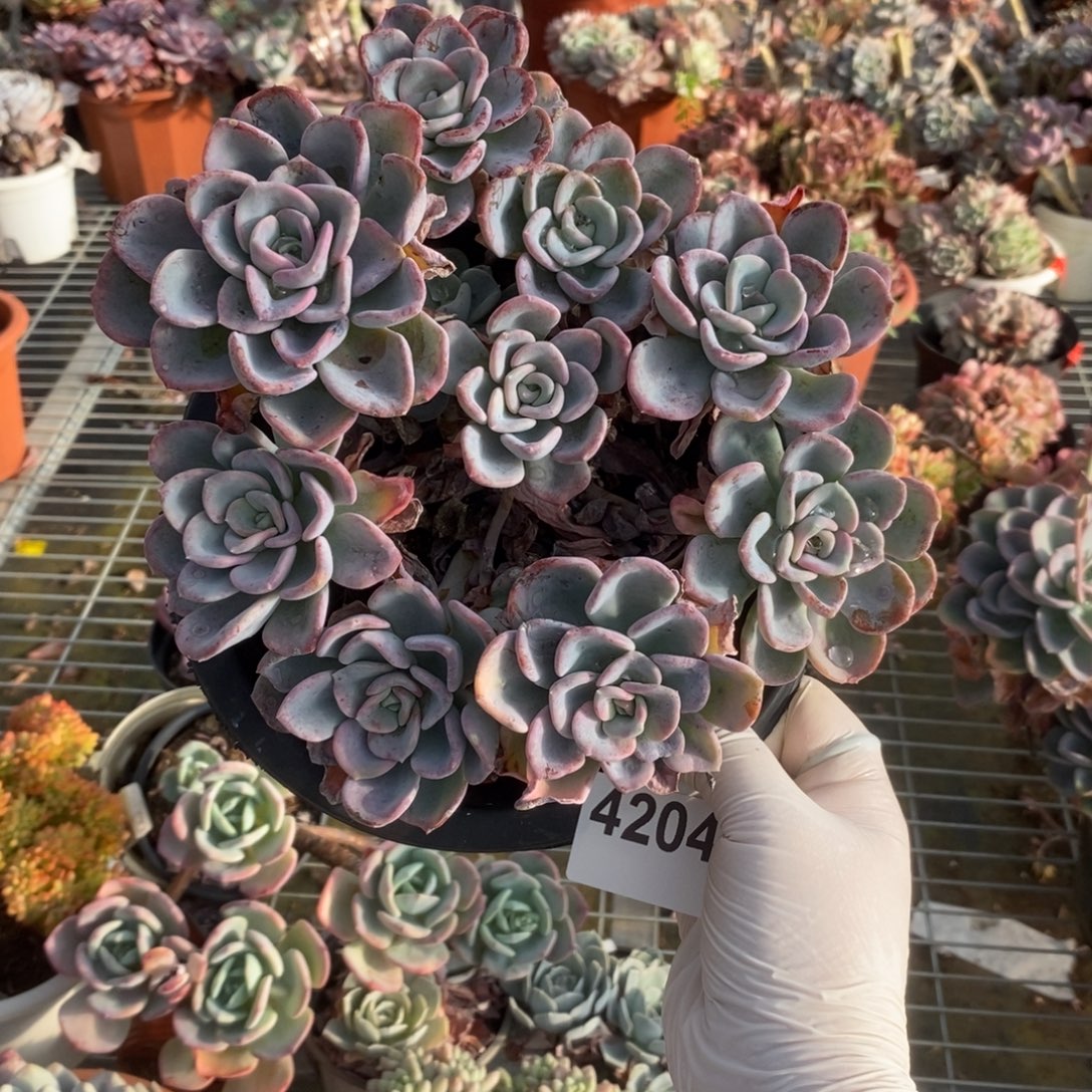 4204美尻多头一物一拍