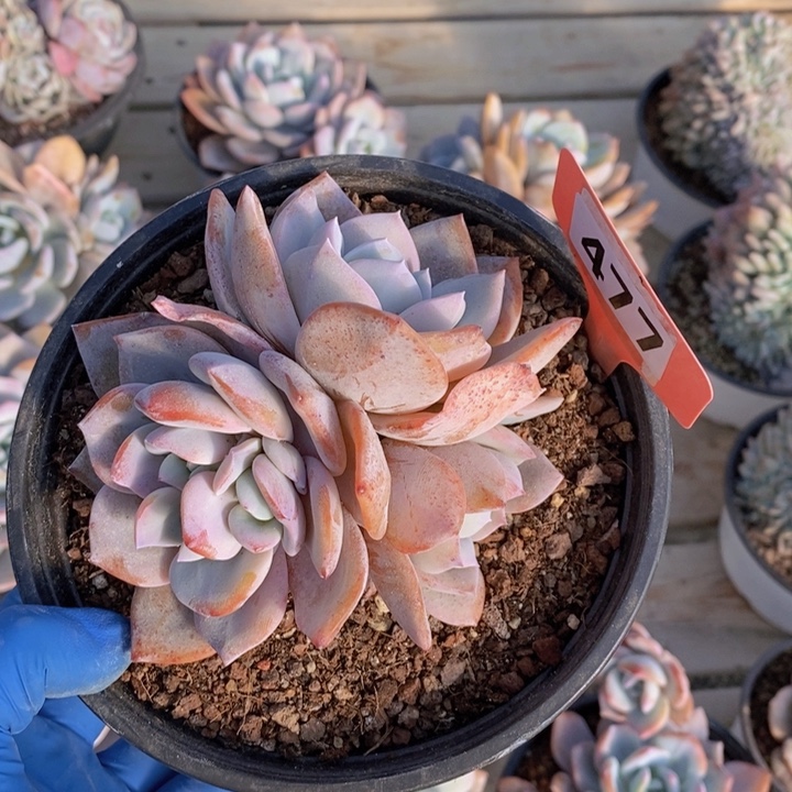 s***u477号奶茶一颗1111111