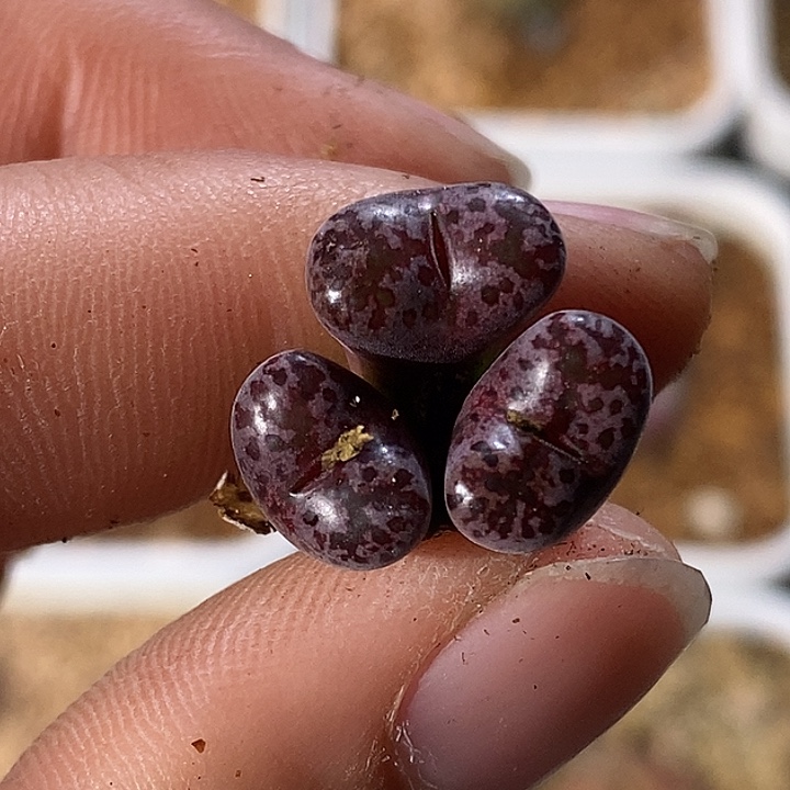 123-130-半价马克。    