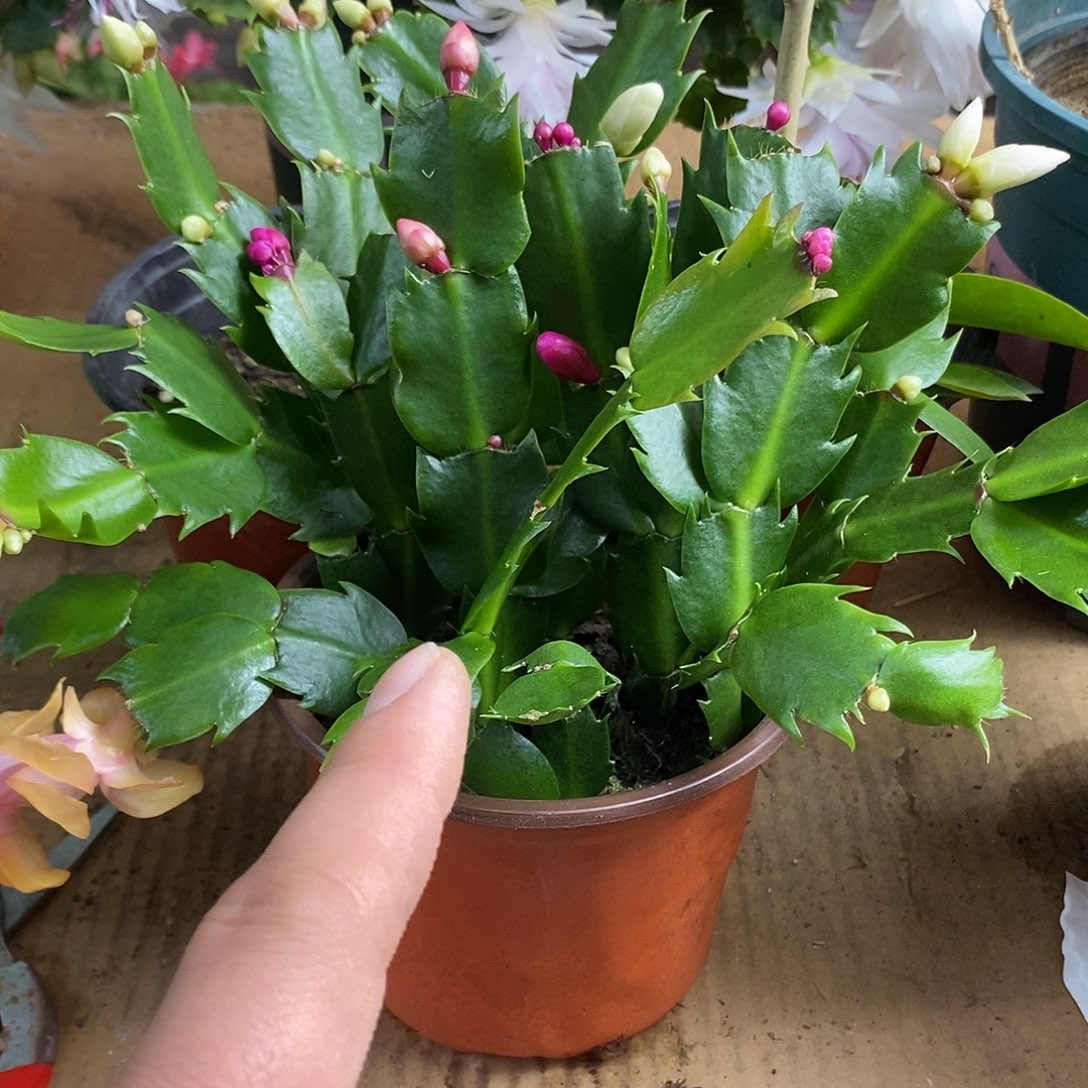 全部花朵多色嫁接用福利