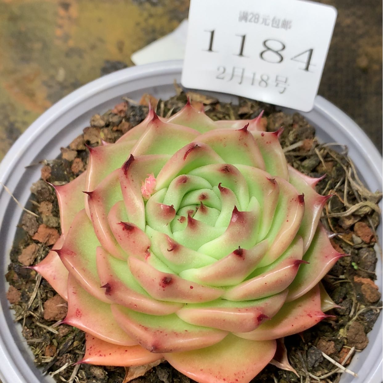 【闪购商品】云1184