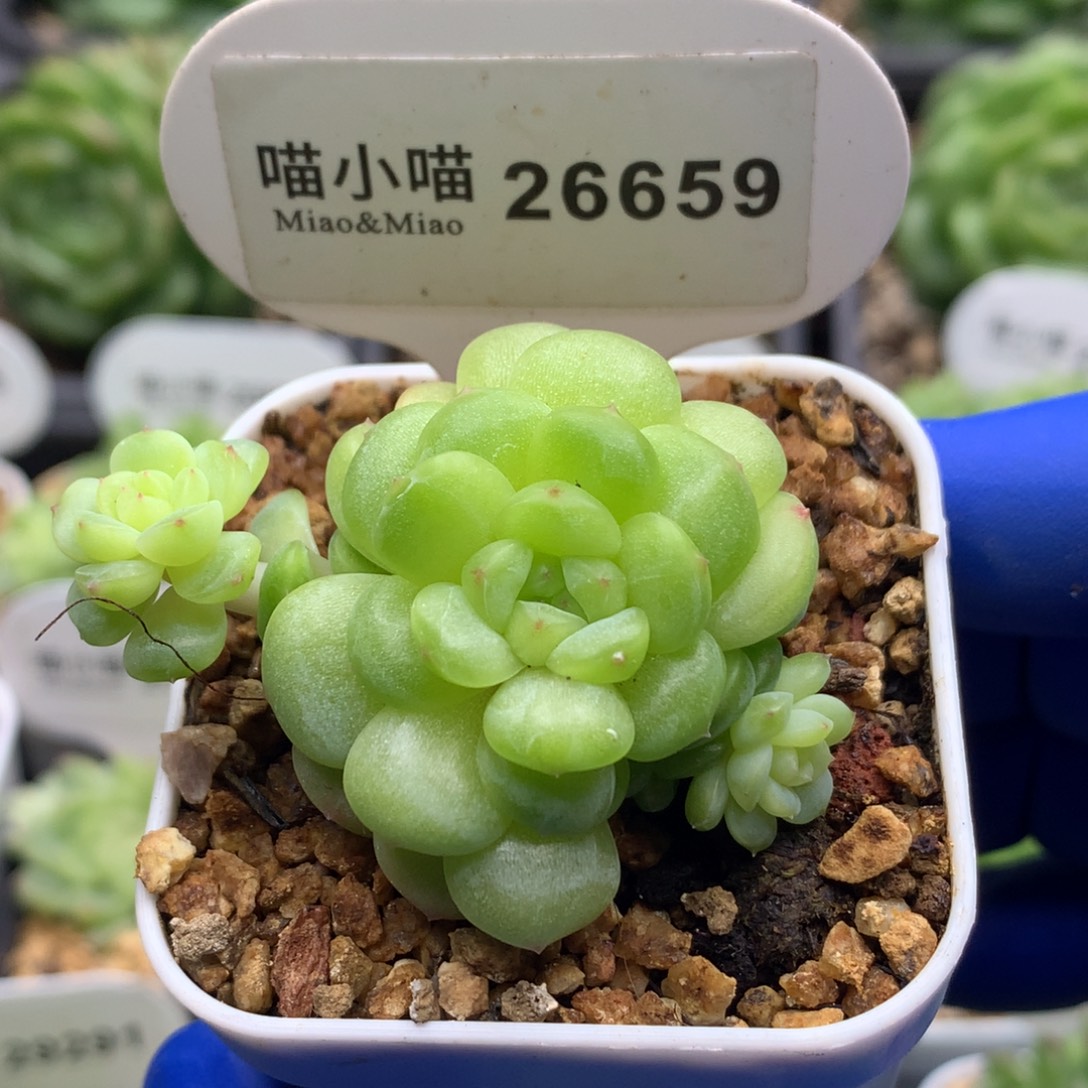 多肉植物杂交珍妮