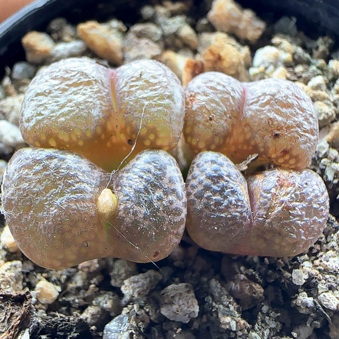 开播福利来啦45286