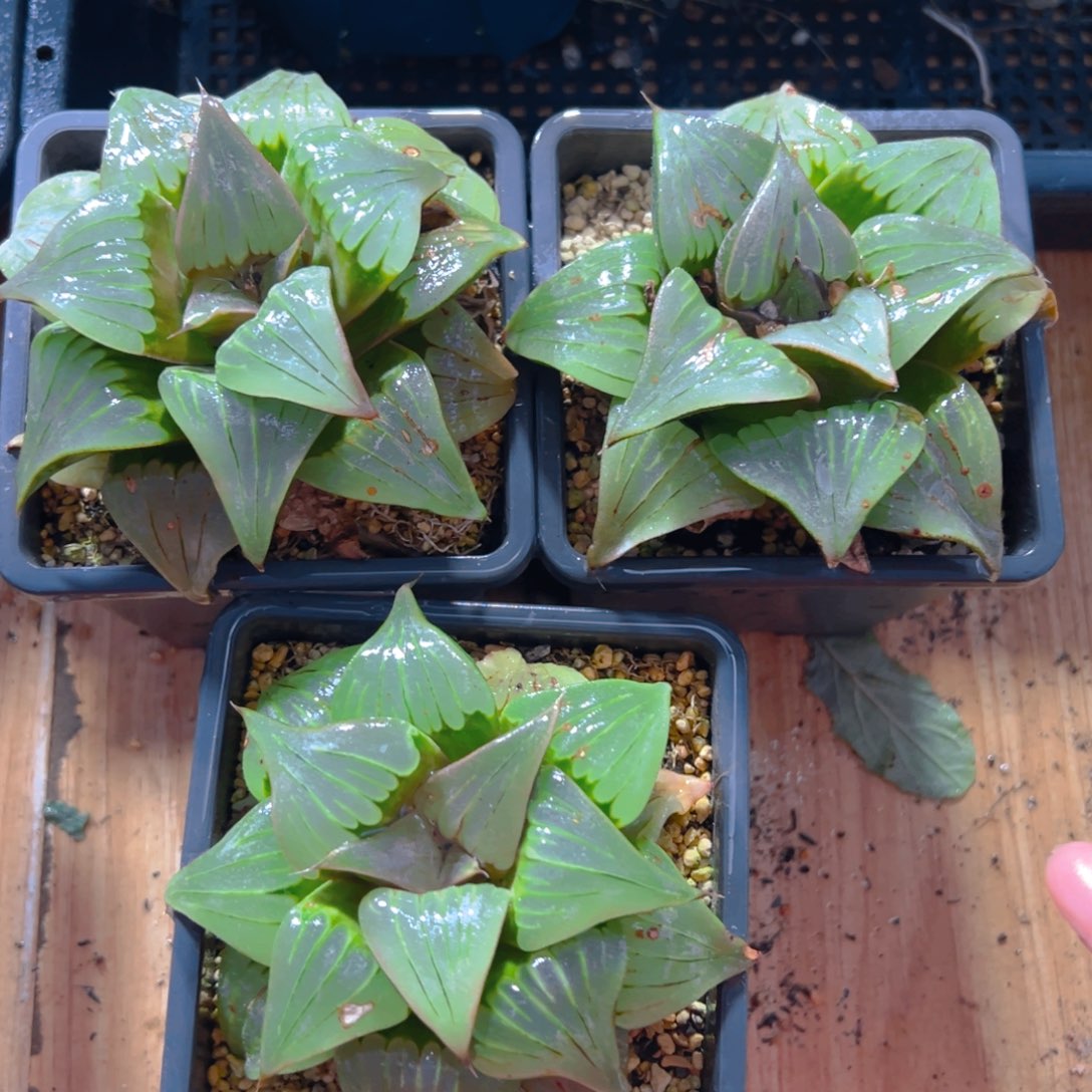 瑕疵媚凤母本玉露一颗