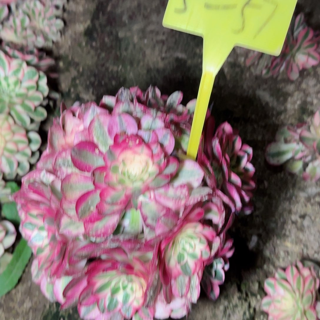 5+57---多头多肉荔枝