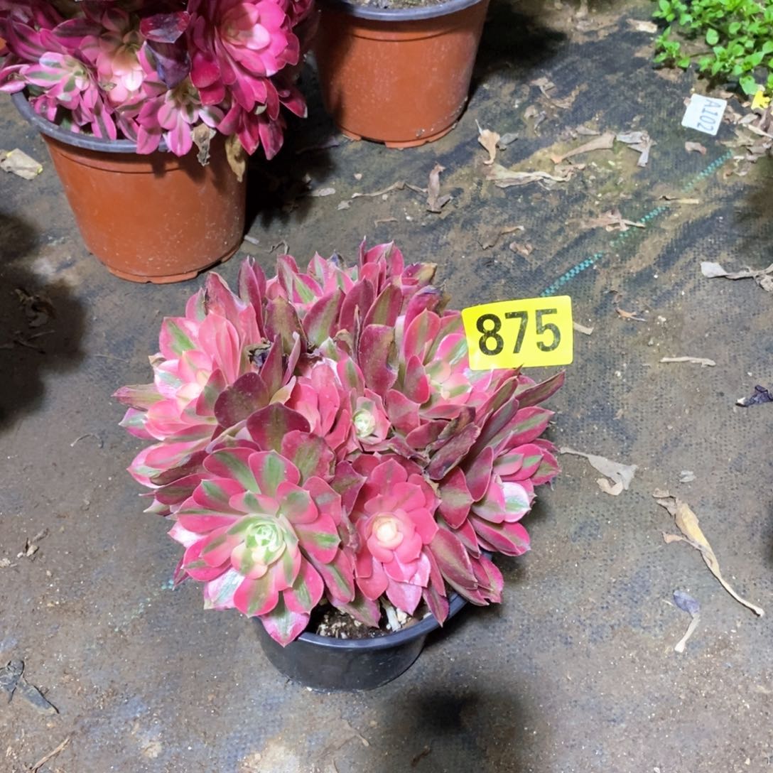 粉女巫从林多肉法师875