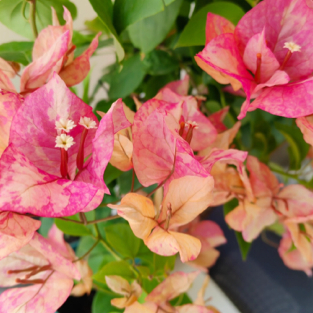 森朴【阿朱娜】原生扦插袋苗（包花色对版不包售后）