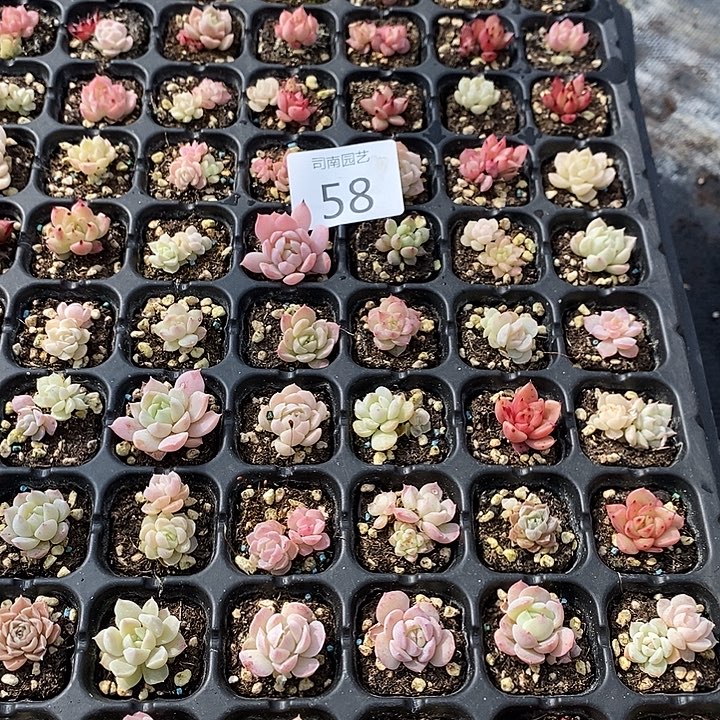 58 多肉植物盆栽花卉