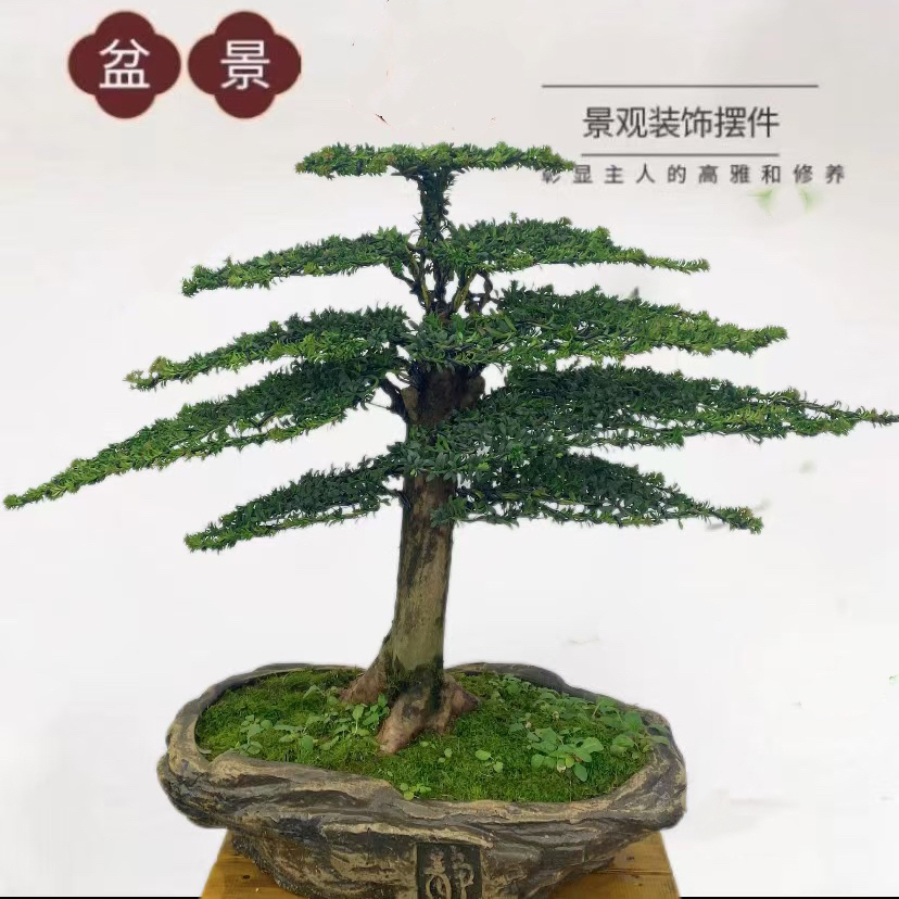 松柏阁高端罗汉松  四季常青不落叶 一物一拍 原盆原土发货