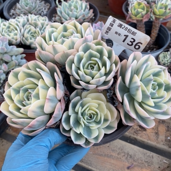 136一一一一一一一一一