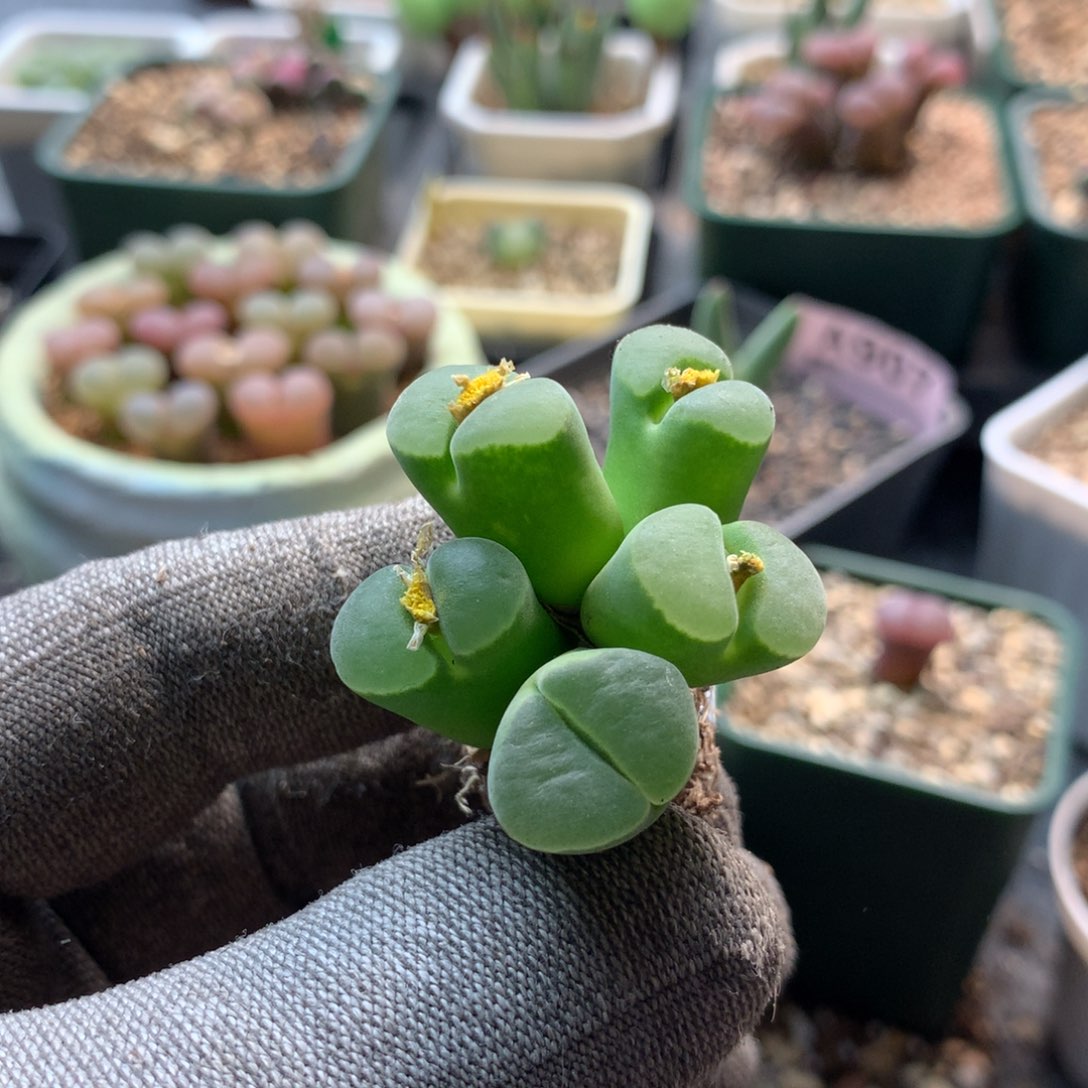 不*君062风铃母本一颗