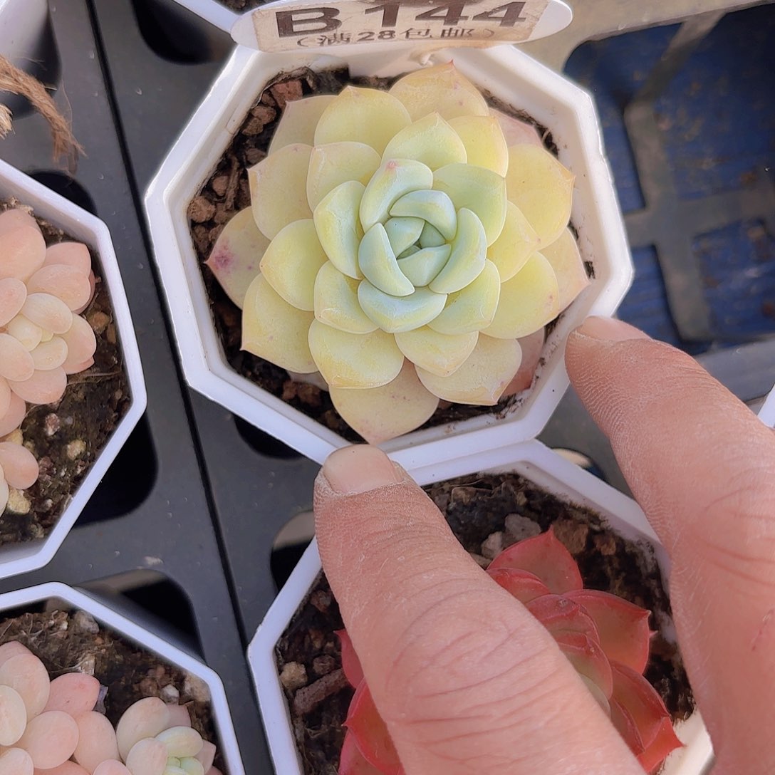 B144橙子杂交一物一拍