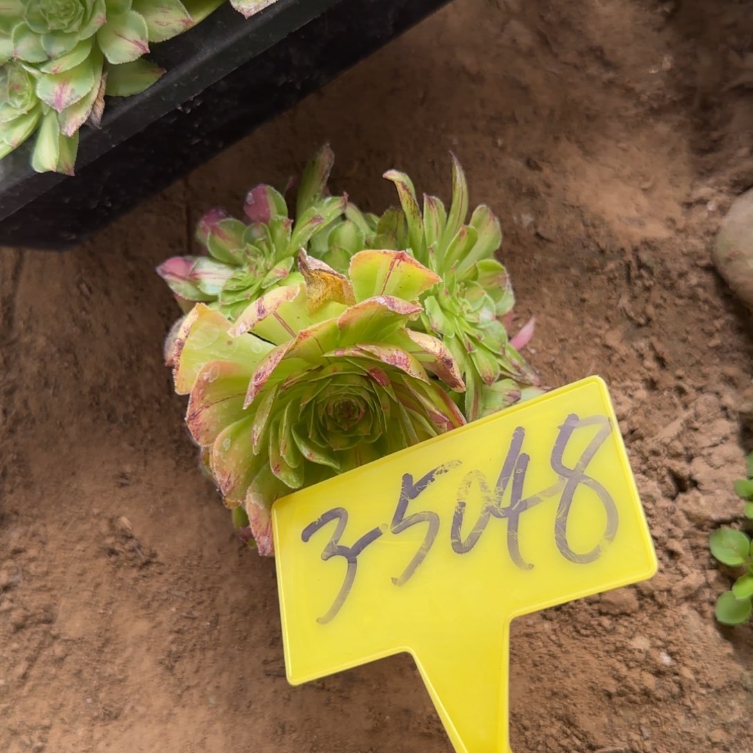 3+5048-++知否。知否？知否