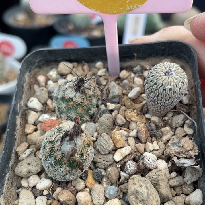 实生仙人球3054000000