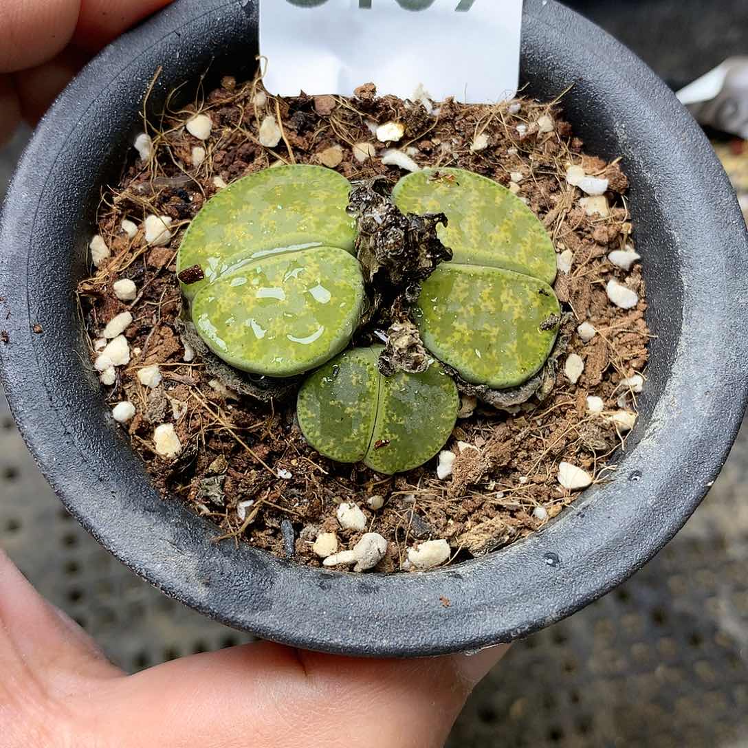 G169多肉植物保护