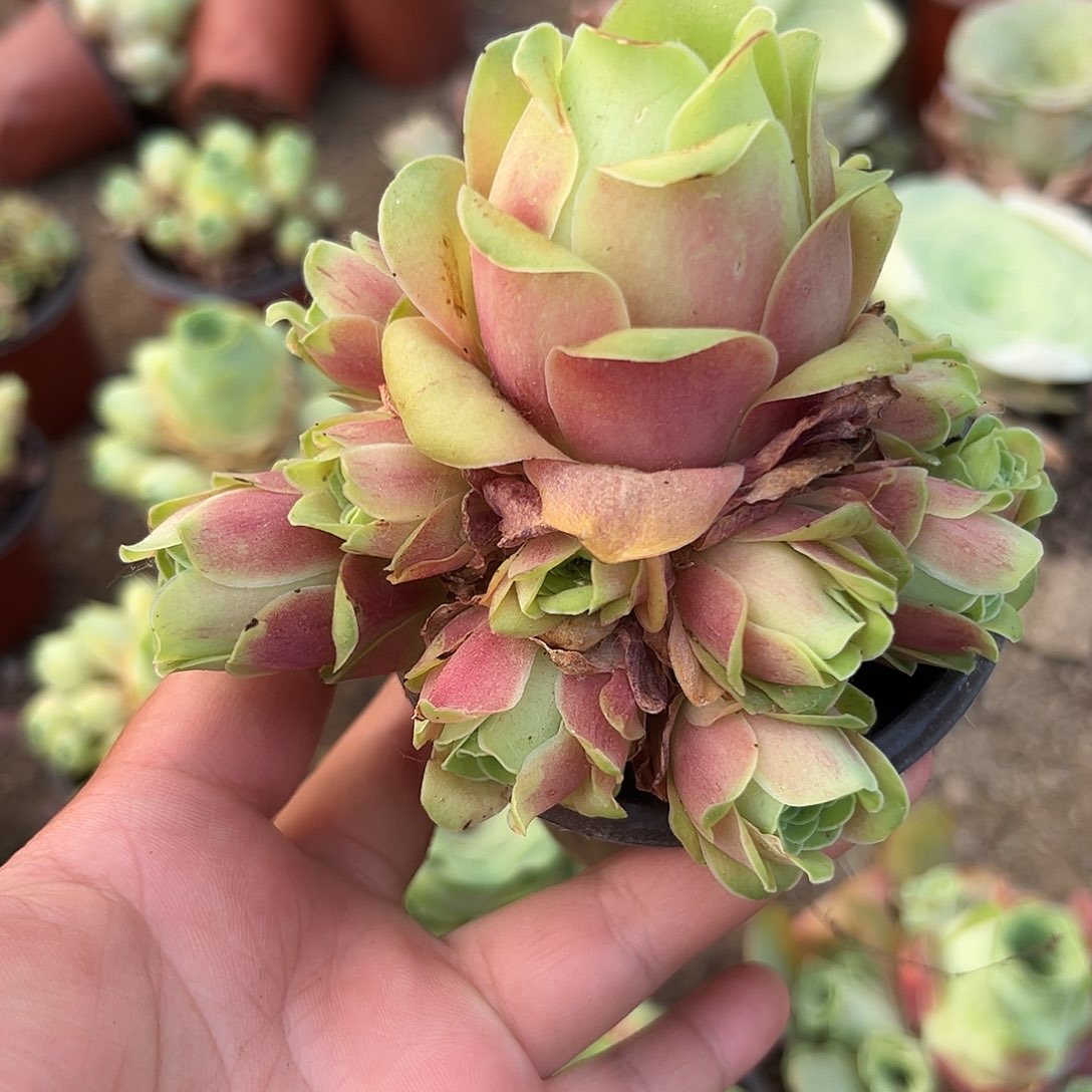 多肉植物叶罗玫瑰