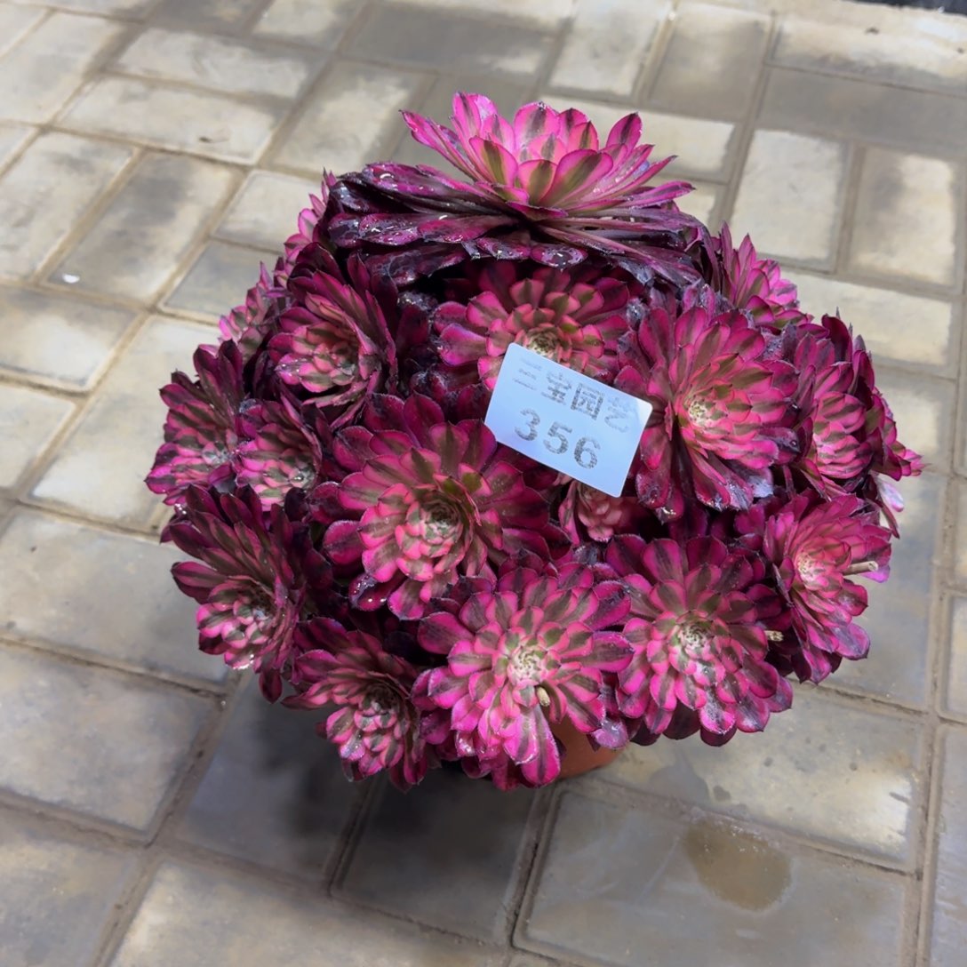 简***福多肉植物356 红铜白