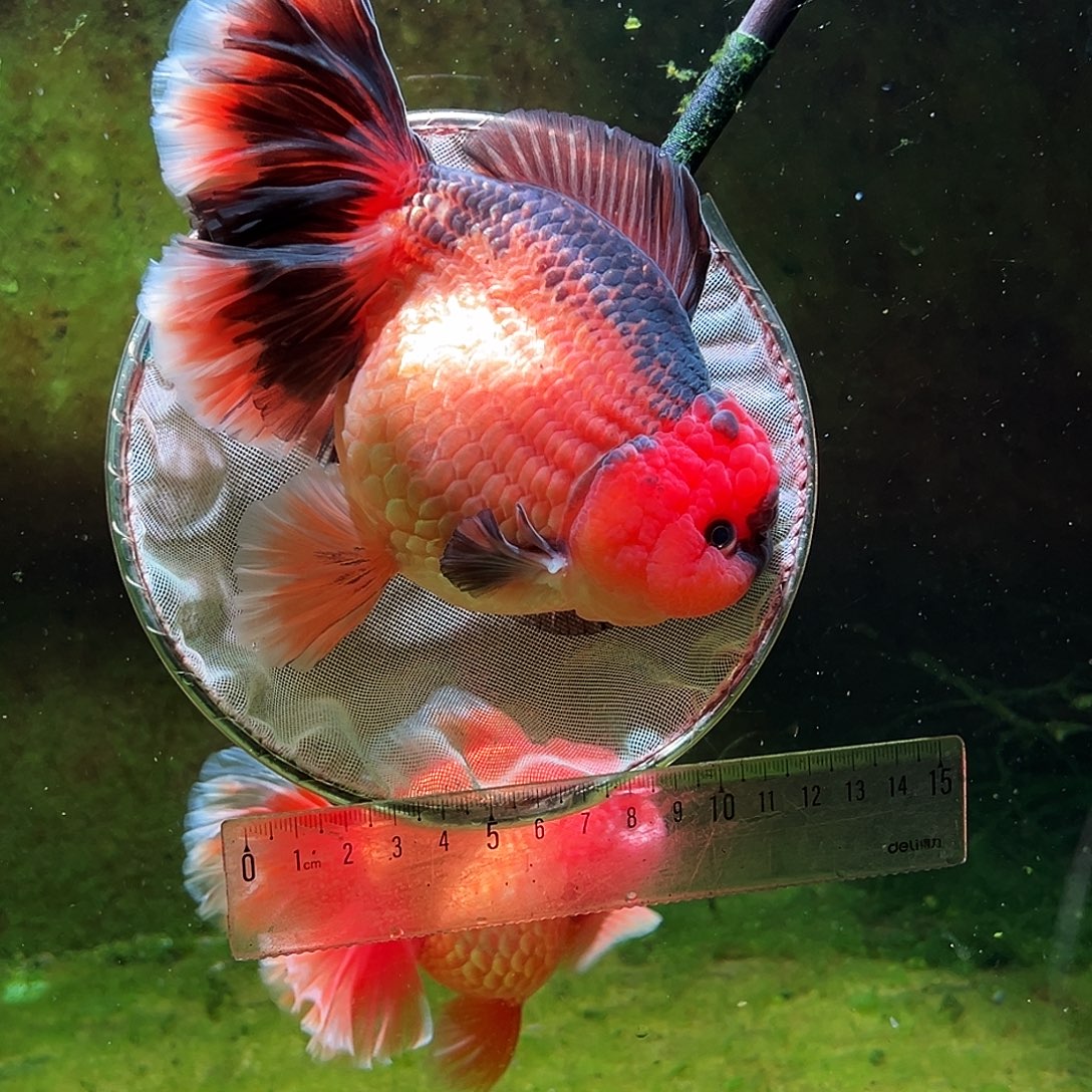 金鱼冷水金鱼百褶泰狮