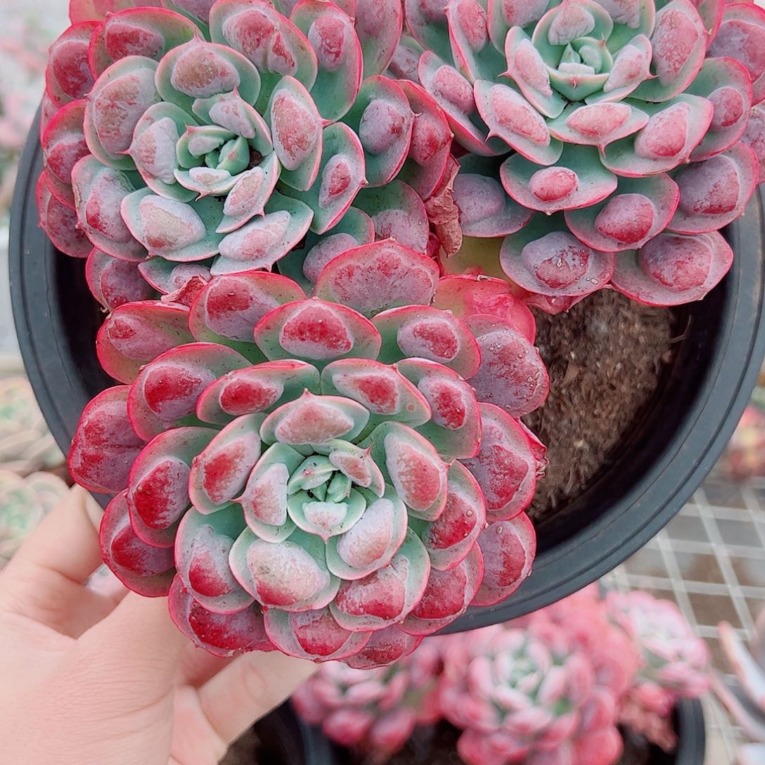 雨滴多头群生老桩特价