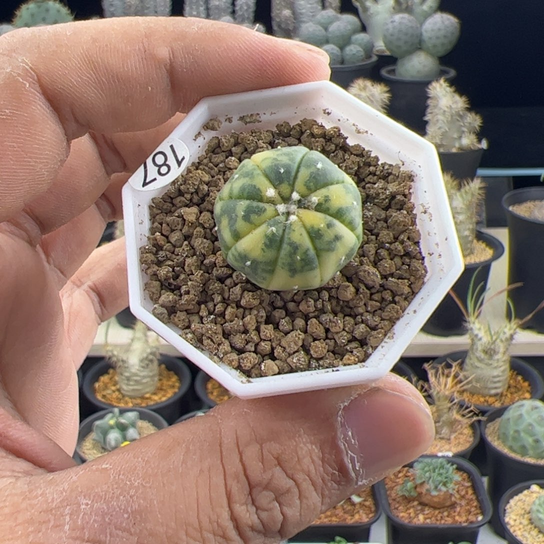 小兜锦实生2.1一物一拍