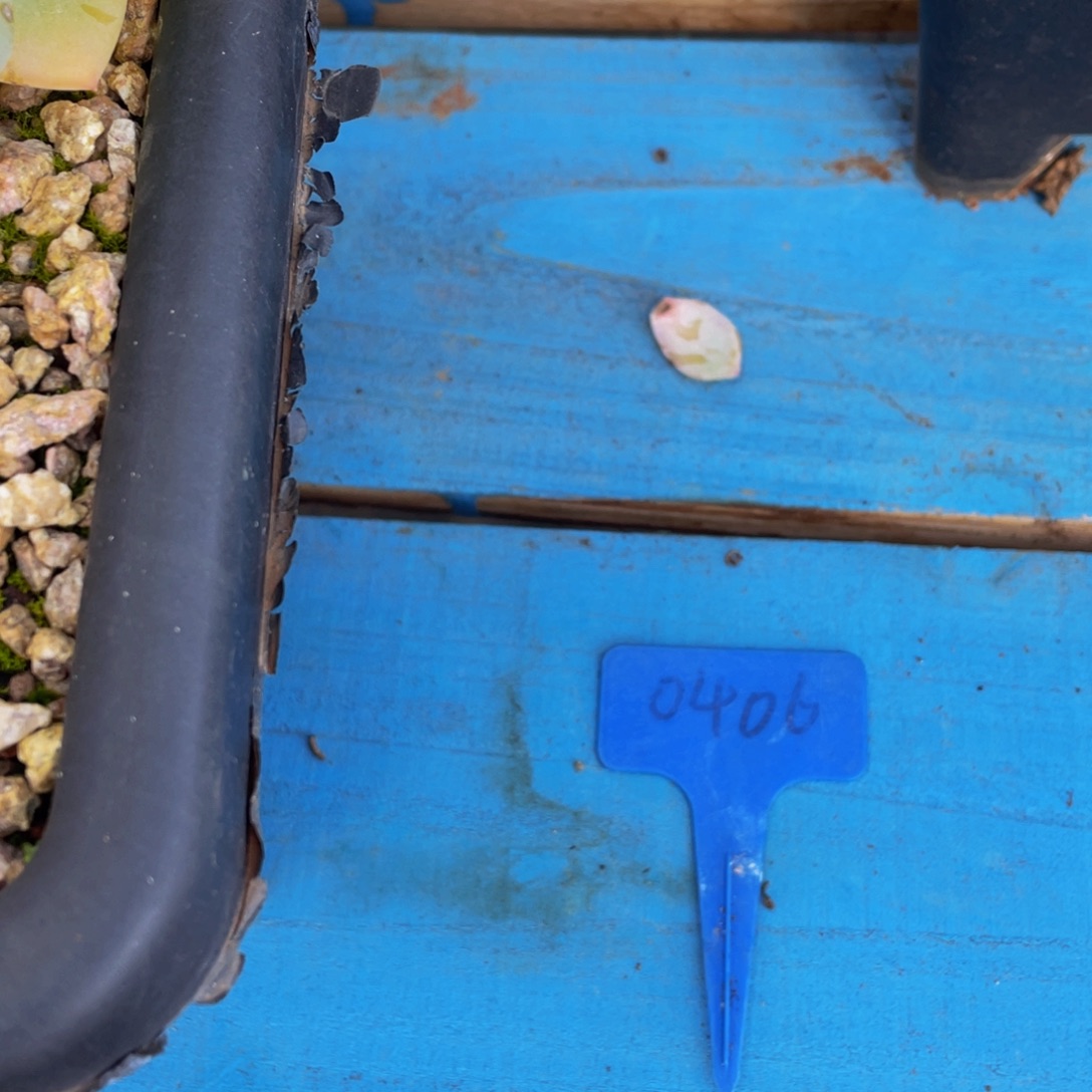 Z***x0406上午多肉植物