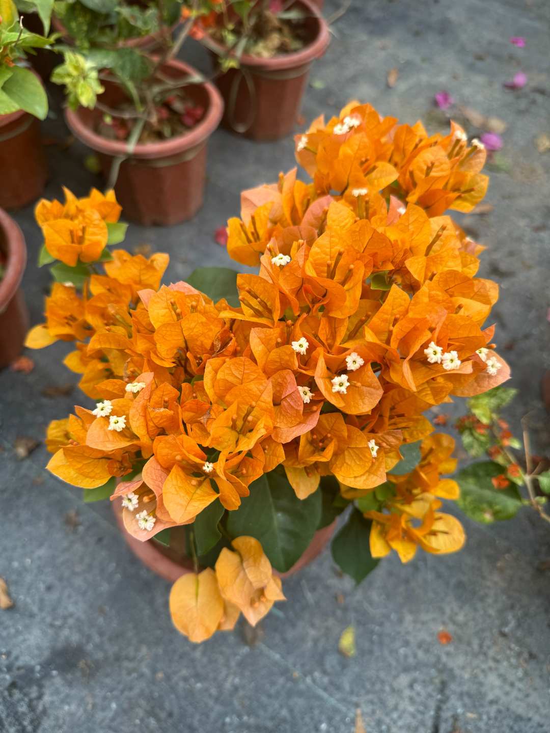 【加州黄金】三角梅阳台庭院四季勤花新手懒人植物带花花卉绿植