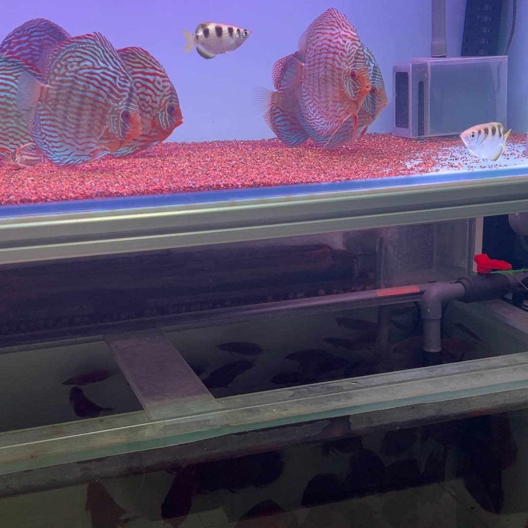 海水鱼射水2二线刚果4