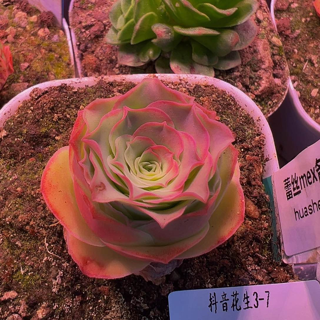 花生 蕾丝mex若初x问尘x各种 009