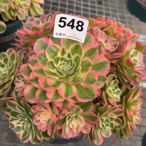 548海王22厘米左右