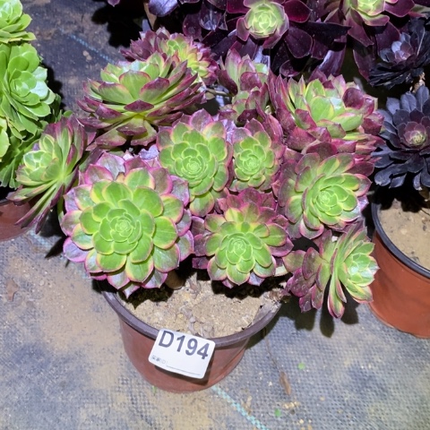 万黄多肉植物法师不包损